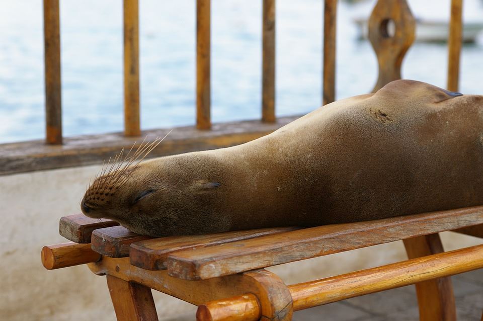 Galapagos: Santa Cruz Experience - Base Stay with Excursions - 5d/4n